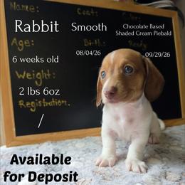 Rabbit - Piebald male Dachshund puppy in Hoquiam, Washington from Heyd's Mini Dachshunds
