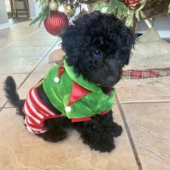 Bernedoodle, Double Doodle, and Goldendoodle Puppies from Pia’s Doodle Poodle Wag