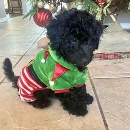 Bernedoodle, Double Doodle, and Goldendoodle Puppies from Pia’s Doodle Poodle Wag