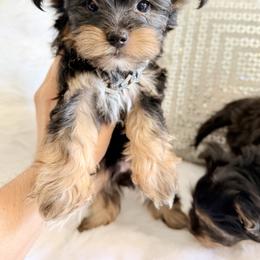 Green - Black and gold male Yorkshire Terrier puppy in Aurora, Colorado from Kimora’s Kreation’s Kennel