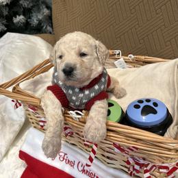 Noel - White male Poodle puppy in Mobile, Alabama from Semmy’s Standard Poodle LLC