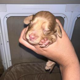 Boy 1 - Cream male Dachshund puppy in Salisbury, North Carolina from Shy’s Teenie Weenies