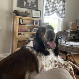 English Springer Spaniel All Grown Up from Sugar Creek Springer Spaniels