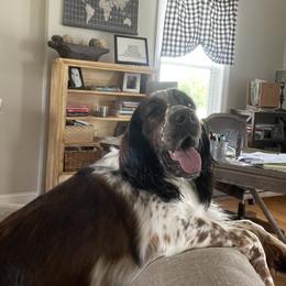English Springer Spaniel All Grown Up from Sugar Creek Springer Spaniels