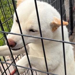 Honey - Cream female Shiba Inu puppy in Nampa, Idaho from Hillsdale Shibas