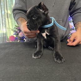 Baby blue - Black male Cane Corso puppy in Norwalk, California from Gaxx Corsos