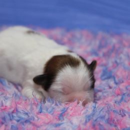 "Bam Bam found his new family!" Shih Tzu Puppies from Fuller Shih Tzus