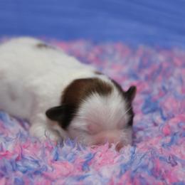 "Bam Bam found his new family!" Shih Tzu Puppies from Fuller Shih Tzus