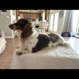 Truffles - Dachshund