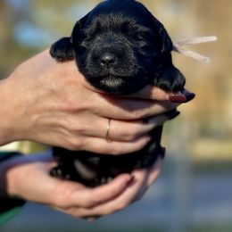 Black female pink collar - Black female Miniature Schnauzer puppy in Calhoun, Georgia from The BrickHouse Miniature Schnauzers