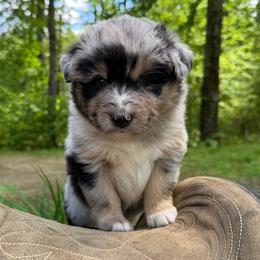Derby Kiss - Blue merle female Australian Shepherd puppy in Tuftonboro, New Hampshire from Aussies Edge Farm