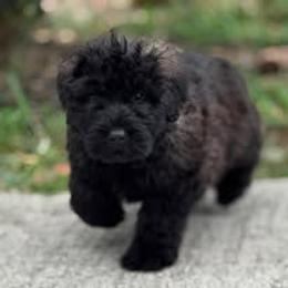 Bouvier des Flandres Puppies from Tanya Fontenot