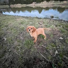 Cavalier King Charles Spaniel Puppies from Strawberry Hill Cavaliers