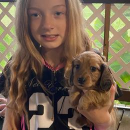 Duffy soft long wire 1850 - Red male Dachshund puppy in Elizabethtown, Kentucky from Teeny Tiny Puppy Tails