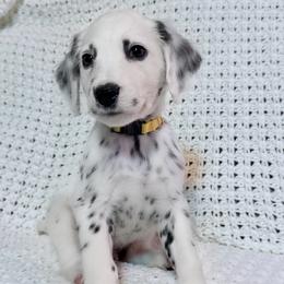 Dalmatian puppies from Spotted Jewels Dalmatians