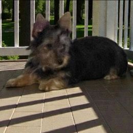 Amy - Black and tan female Yorkshire Terrier puppy in Grafton, West Virginia from Gemstone Kennel