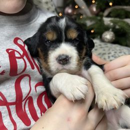 Daniel - Black white and tan male English Springer Spaniel puppy in Battle Creek, Michigan from Eden Springer Spaniels