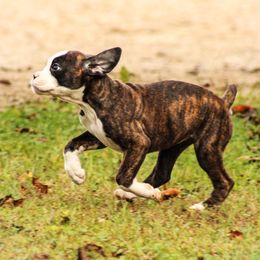 Boxer Puppies from Boxer Boulevard