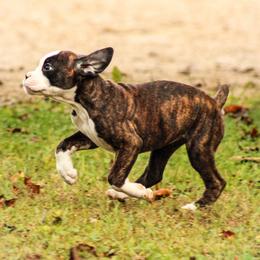 Boxer Puppies from Boxer Boulevard
