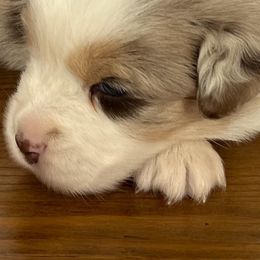 Australian Shepherd and Miniature Australian Shepherd Puppies from L Bar W Aussie Ranch