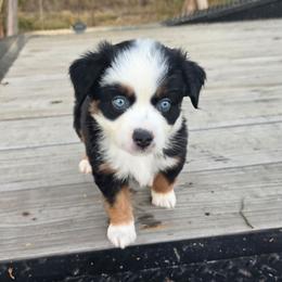 Bramble - Black tri male Miniature Australian Shepherd puppy in Paris, Texas from Blue Envy Mini Aussies
