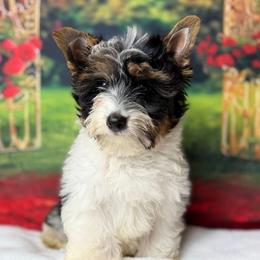 Biewer Terrier and Yorkshire Terrier Puppies from South Georgia Yorkies and Biewers