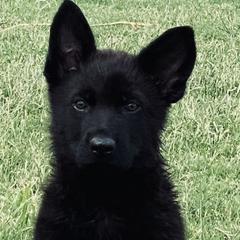 German Shepherds from Haus der Monster