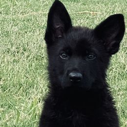 German Shepherds from Haus der Monster