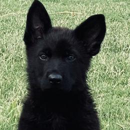 German Shepherds from Haus der Monster