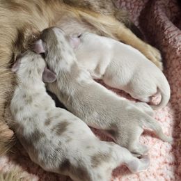 Dapple girl - Fawn (isabella) and cream female Dachshund puppy in Wahiawa, Hawaii from Versatile Ohana