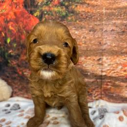 Zeb - Red male Cavapoo puppy in Lebanon, Missouri from Danielle’s Doodles