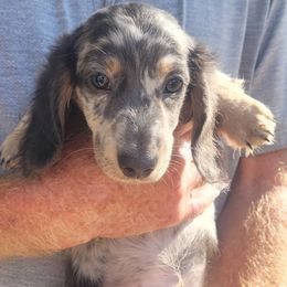 Sawyer - Blue and cream male Dachshund puppy in Randolph, Texas from Spindle's Little Treasures