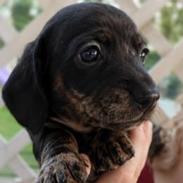 Barron - Black and tan male Dachshund puppy in Aiken, South Carolina from Ming's Mongols