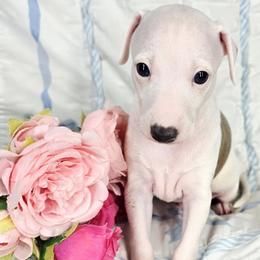 Live Action - White and blue male Italian Greyhound puppy in Cadwell, Georgia from All The DoDa Day Italian Greyhounds