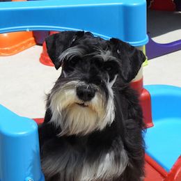 ICY - Miniature Schnauzer