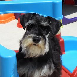 ICY - Miniature Schnauzer