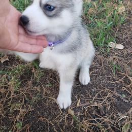 German Shepherd and Siberian Husky Puppies from Sininger Lagoon