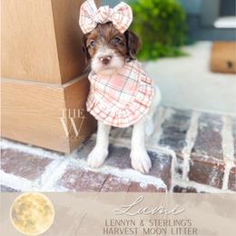 Lumi - Merle female Goldendoodle puppy in Soddy Daisy, Tennessee from The W Doods