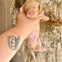 Outlaw - Cream male Dachshund puppy in Hornbeck, Louisiana from A&Z Mini Dachshunds