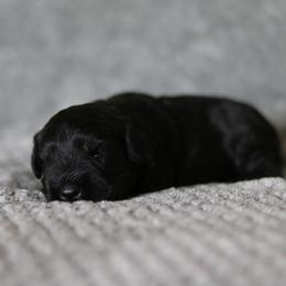 Aurelia - Black and silver female Miniature Schnauzer puppy in Tremonton, Utah from Rocky Mountain Schnauzer