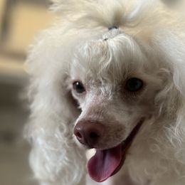 Poodles from Chuladoodles