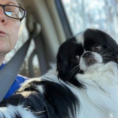 Max - Japanese Chin