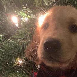 Kuzco (Red) - Golden Golden Retriever puppy in Lewiston, Idaho from Tiloula's Puppies