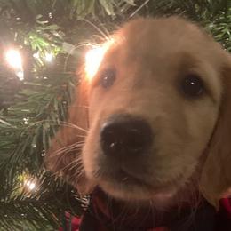 Kuzco (Red) - Golden Golden Retriever puppy in Lewiston, Idaho from Tiloula's Puppies