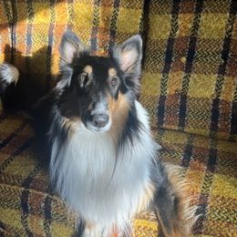 Howie - Collie