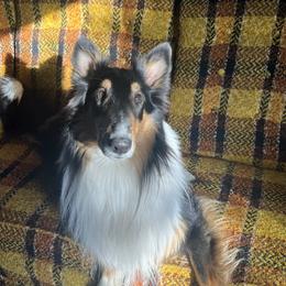 Howie - Collie