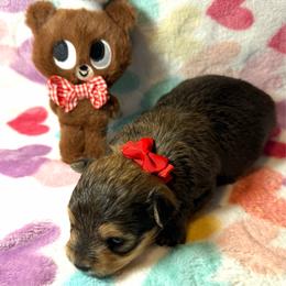 Cutie Pie - Black and tan female Yorkshire Terrier puppy in Paris, Tennessee from Nolan’s Yorkie Farm