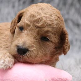 Poodle Puppies from Absolutely Pampered Poodles