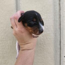 Polly - Piebald female Dachshund puppy in Cedarcreek, Missouri from Cedarcreek Dachshunds