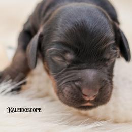 Kaleidoscope - Tri-color female Australian Labradoodle puppy in Redding, California from Shasta Royal Monroe Puppies